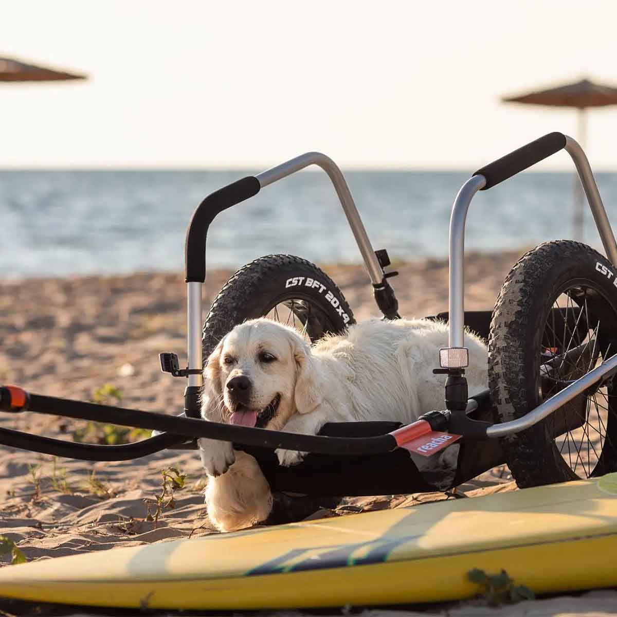 Reacha Sport mite Hund am Strand